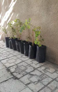 نهال انگور
