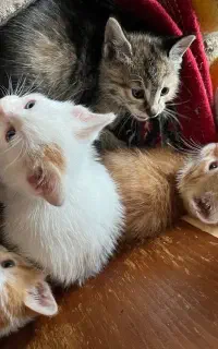 واگذاری گربه