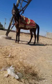 اسب چهار سال نیمه‌نریون‌یورقه