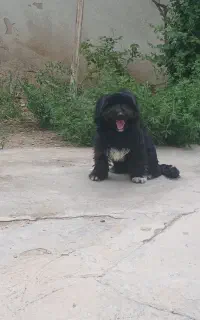 سگ شیتزو نر