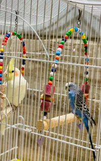 پرنده عروس هلندی و مرغ عشق