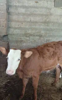 فروش گاو سمینتال