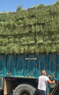 یونجه درجه یک تحویلی قم