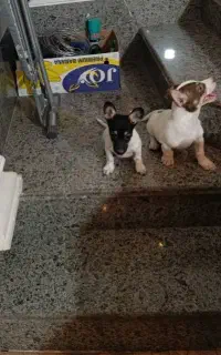 جفت نر و ماده سگ فاکس تریر