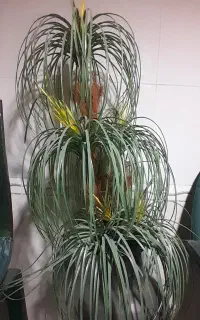 درخت نخل مصنوعی