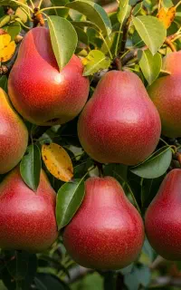 فروش نهال گلابی پرتقالی سالم و پربازده در طارم