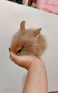 خرگوش لوپ اصل