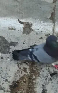 کبوتر