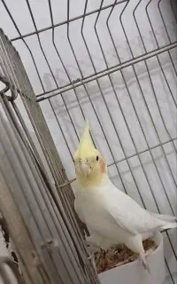 عروس هلندی گمشده