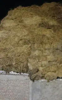 علف