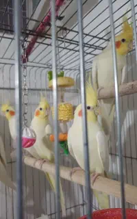 عروس هلندی