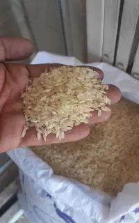 برنج کافیروزی اصل