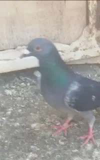 کفتر گمشده