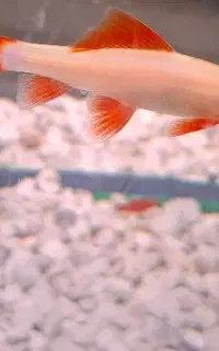 ماهی شارک کرم