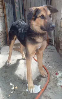 ژرمن وورک ۸ماهه
