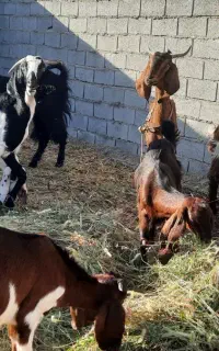 بز و بزغاله۲رگ