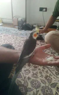 عروس هلندی گمشده