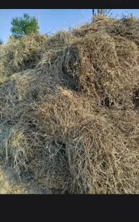 علف باغ (باغ اوتی)