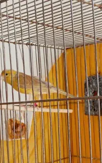 قناری نر آماده آماده بخون مست مست