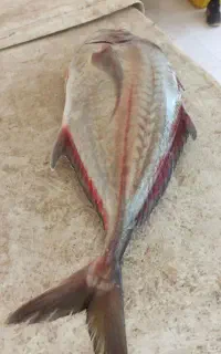 ماهی جش و قباد