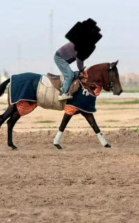 فروش اسب کورسی
