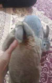 یک جفت خرگوش نرو ماده