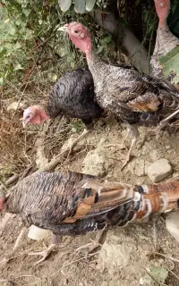 بوقلمون محلی وکرچ شو