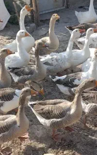 غاز محلی و گوغاز