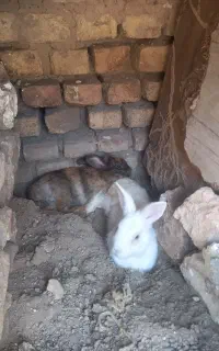 خرگوش نر ماده نزدیک بادار هست