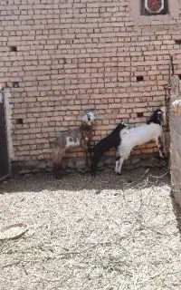 بره نر بز و بزغاله
