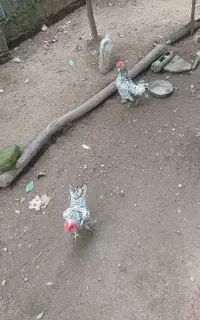 فروش
