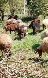 بزوبزغاله آلپاین