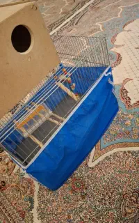 قفس
