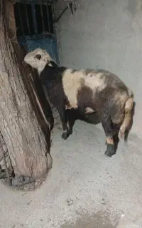 بره شیشک
