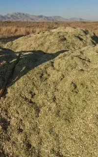 کاه لوبیا