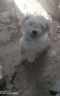 بوجی