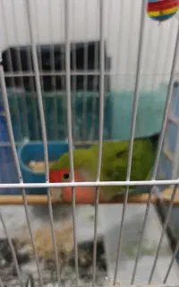 طوطی برزیلی 4ساله