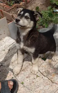 سگ نر وماده