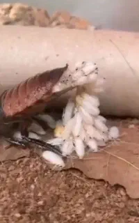 حذف تضمینی سوسک و مورچه بدون سمپاشی