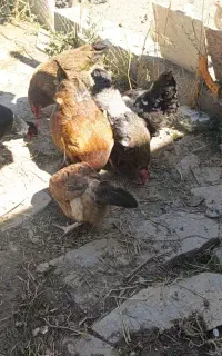 مرغ وخروس