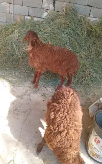 بره میش بز بزغاله