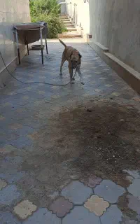 سگ نگهبان خراسانی
