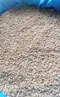 فروش گندم درجه یک