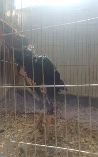 خروس اوشامو دنگ بالا جوجه دی ماه ۱۴۰۳