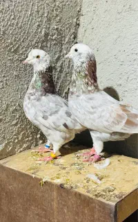 کفتر پرشی میلزن