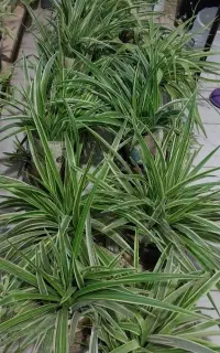 بونسای خرفه.گل گندمی.الورا.ارغوان.اشک تمساح