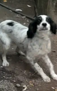 ستر اصل شکاری