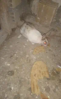 یک عدد خرگوش ماده