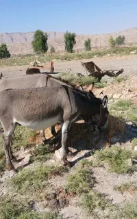 الاغ نر