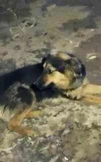 سگ ژرمن شپرد